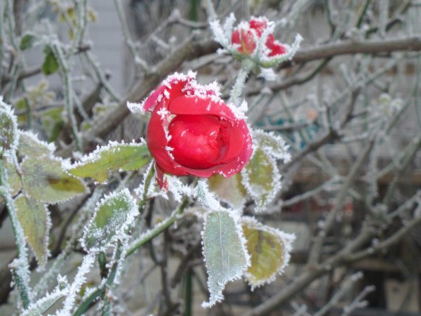 frozen rose