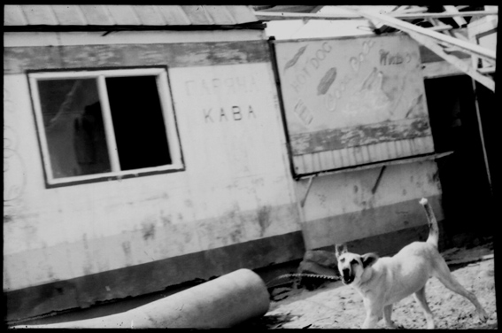 je ne suis pas le bienvenu partout, le chien